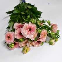 버터플라이 피치 노랑 진핑크 (강남꽃도매시장 생화택배) 꽃예꽃, 레드, 며칠 기다렸다가 꽃 입고 되는대로 발송, 금~일요일 구매시 (화요일 도착)