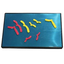 염색체 분리결합 감수분열 모형 자석 학교기관 조직학 마이크로미터 세포핵