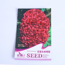 거대한 머리 -형태의 닭고기 왕관 꽃을 보는 꽃과 식물 씨앗 발코니 심기 꽃 실내 안뜰 화분에 꽃 씨앗과 녹색 식물, 거대한 머리 모양의 닭 왕관 꽃, 작은 컬러 백