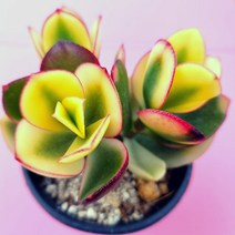 염좌금 자연 예쁜 황금염좌 염자 다육식물 2두이상3-30