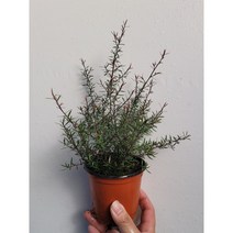 야생화 화려한 호주매화 소품 10~25cm 32