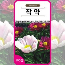 작약 씨앗 100립 10립 꽃씨 몰 종자 다년생 적작약 Chinese peony seeds