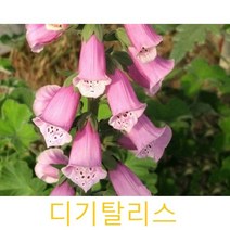 허브Herb/채소식물 디기탈리스 화분모종 4개 (L0256)
