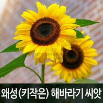 왜성 해바라기 씨앗 해바라기씨앗 sunflower 30알