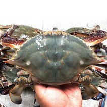 햇꽃게 가을햇꽃게 서산꽃게 서해활꽃게 서천꽃게, 서천 가을꽃게 1kg, 1개
