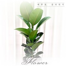 플라워석 인도고무나무 75cm 소피아고무나무 외목대 고무나무 키우기 쉬운 식물 천연 공기청정기