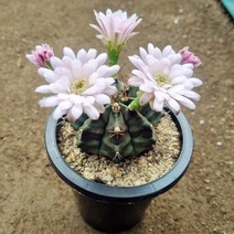 선인장 비모란 제뿌리 (연핑크꽃12cm화분), 1개