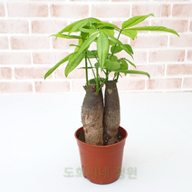 도희씨네 정원>> 이국적인 파키라 3식 099″ class=”wr-img”></a></div></div></div></div><div class=