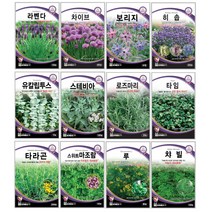 오레가노 유칼립투스 라벤다 오레가노 라벤다 로즈마리 페퍼민트 보리지 허브씨앗 타임 바질 카모마일 차이브 딜 레몬밤 세이지 히솝 소렐 유칼립투스 키우기 심기 재배 정원가꾸기, 카네이션 150립