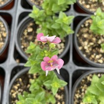 [다온야생화] N3426 다이시아.다이아시아 (9cm) [랜덤], 1개
