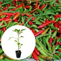 [모종가게] 청양고추 모종 / 텃밭 키우기 청양 고추 주말농장 체험 김장, 청양고추모종