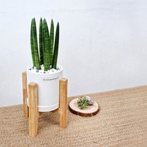 스투키 화이트 시리즈 & DIY 분갈이 Kit Set 셀프분갈이 다육이 공기정화식물 인테리어식물 인테리어화분 홈가드닝 키우기쉬운식물 키우기좋은식물, 완성품, 철재다리