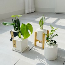 cocooning 키우기 쉬운 실내 초보자 공기 정화 청정 식물, 사각블랙, 칼랑코에
