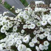 조팝나무 나무언니, 장미조팝7치화분, 1개