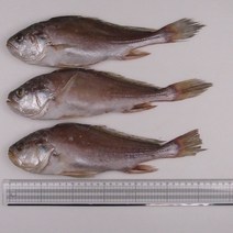 반건조 침조기(침굴비) 3 마리 ( 마리당 32 cm 3 마리 합계중량 800 g ), 3 마리 (마리당 개별포장)