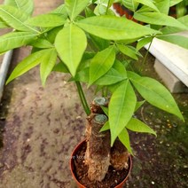 실내공기정화식물 파키라키우기 파키라(3촉) 공기청정식물, 타멜 본상품선택