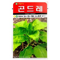 곤드레씨앗 100알 곤드래씨앗 곤드레 씨앗 종자