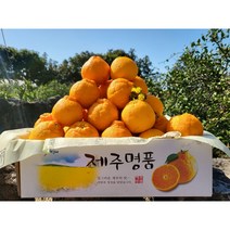 제주스카이팜 -특가 한정판매 노지한라봉 하우스한라봉 5kg 10kg 선물용 가정용, 산지직송 고당도 가정용 한라봉 5kg