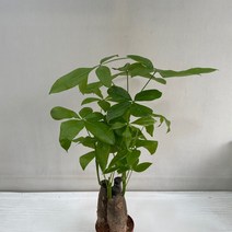 파키라 3촉 실내공기정화식물 반려식물 플랜테리어 온누리꽃농원