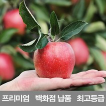 영화청과 국내산 사과 5kg 프리미엄 백화점 납품 감홍 문경 시나노 골드 청송 홍옥 양광 미니 홍로 엔비, 1, 본상품선택
