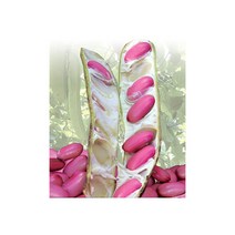 적작두콩씨앗 400g/적도두콩/국내채종종자