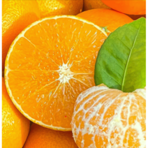 [제주 산지직송] 프리미엄 제주 황금향 귤 고당도보장 추석 선물세트 2kg 3kg 5kg, 1개, 5kg(특대과 선물용)