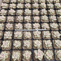 살구미인금 랜덤 튼실한아이부터 고릅니다 aa 10.25, 1개