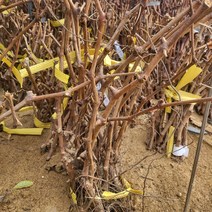 봄바람가든 포도묘목 켐벨포도 삽목1년특묘 꼼꼼한포장 과실수 포도나무 켐벨