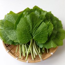 강원도 국산 생 고추냉이잎 와사비잎 쌈채소, 고추냉이잎 1kg, 1kg, 1개