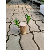 10~25cm 29 행운목 토막 대