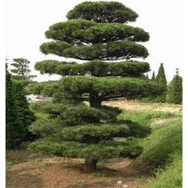 오엽송(울릉도) 소나무 접목1년특묘 2그루 나무 묘목