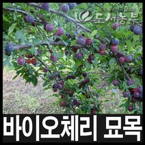 바이오체리/바이오체리묘목/자두묘목/삽목1년/도시농, 바이오체리 접목1년(특)(1개)