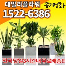 실내공기정화식물 미세먼지 공기청정 키우기쉬운식물 플랜테리어 식당 개업축하선물 산세베리아 고무나무 안시리움 율마 아가베 아레카야자 승진화분, (선택03)고무나무