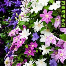 클레마티스 덩굴 수입 네덜란드 으아리 포트묘, 02. 하글리 하이브리드  12cm포트