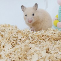 토끼 고슴도치 햄스터 톱밥 베딩 우드칩 압축톱밥 1kg햄스터톱밥 톱밥 베딩 햄스터집 나무베딩 나무톱밥 우드칩 압축톱밥 펠렛 우드펠렛, 톱밥1kg-무향