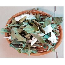황칠나무 혼합(잎+나무)500g/도매가)A/삼계탕 첨가 인기품/인삼보다 더많은 사포닌함류 인삼나무인 황칠나무, 황칠나무즙45팩