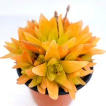 보초금 하웰시아 예쁜 다육식물 랜덤발송0413, 단품, 1개