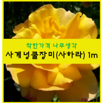 착한가격 나무생각 사계넝쿨장미 1m, 사하라, 9999개