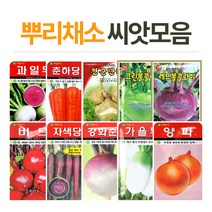 화분월드 뿌리채소 씨앗, 가을무, 1개