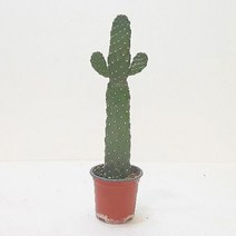 만세선인장 만세선인장키우기 집에서키우기쉬운식물 음지식물 홈가드닝 (올핀)_879EA, 본상품선택