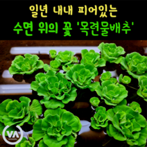 [비바소녀] 수면 위 한송이 꽃 목련물배추(1뿌리/3뿌리) 부상수초 초보수초 쿠쿨라타 플루이탄스, 3뿌리