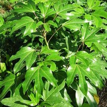 묘목/황칠나무 H0.8 포트묘/2개 kk1372, 2개