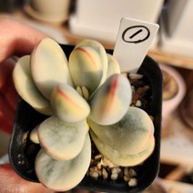 [해뜰다육] 방울복랑금1 다육식물 선인장