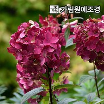 목수국 나무 수국 묘목, 윔스레드 4치포트(5개세트)