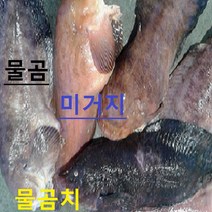 (쌍다리상회)생물 물곰 물곰치 1마리이상 3kg내외 6-8인분, 물곰 토막손질 3kg내외 6-8인용 생물
