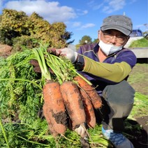 제주흙 햇 유기농 무농약 친환경 당근 3 5 10 kg, 5kg