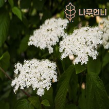 가막살나무 나무언니, 블루머핀 6치화분