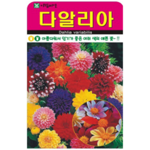다알리아 씨앗 100립 꽃씨 예쁜꽃 파는곳 씨앗 몰 달리아 dahlia seed, 1.아람종묘-Dahlia variabilis