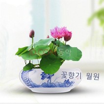사계절 물그릇 연꽃씨연꽃씨 수련꽃 화분꽃구경 수경식물씨 뿌리블럭 실내화단발코니 그릇 연꽃씨혼합색 30캡슐 + 화분 + 영양액 + 연못 진흙, default