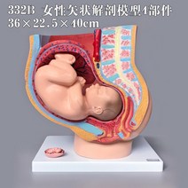 만삭태아 인체모형 여성자궁모형 질 난소 산부인과, D + 1개